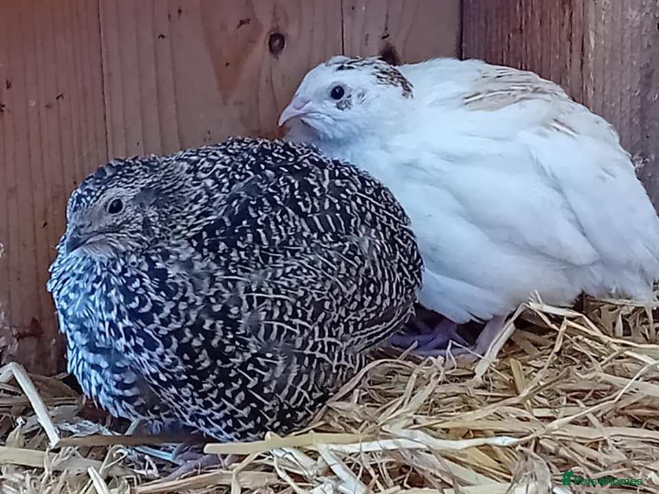 Quail poultry Laying Coturnix Quail – Confirmed Hens - Advert 8