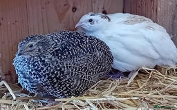 Quail poultry for sale: Laying Coturnix Quail – Confirmed Hens - Image 1