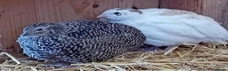 Quail poultry for sale: Laying Coturnix Quail – Confirmed Hens - Advert 1