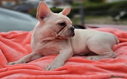 French Bulldog dogs for sale:  Platinum French Bulldog pup - Image 4