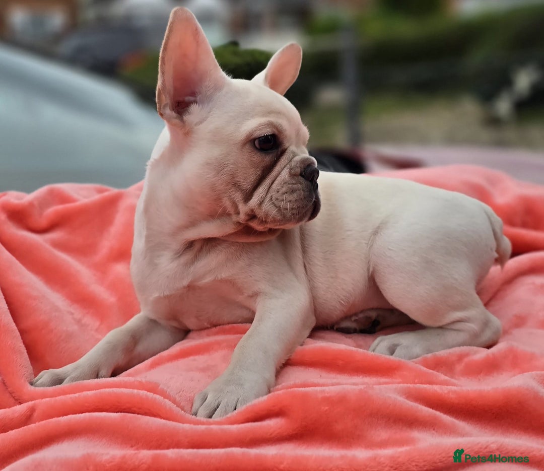 French Bulldog dogs for sale:  Platinum French Bulldog pup - Image 4