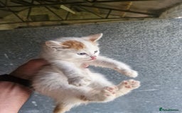 Mixed Breed cats for sale: Beautiful fluffy farm kittens - Image 4