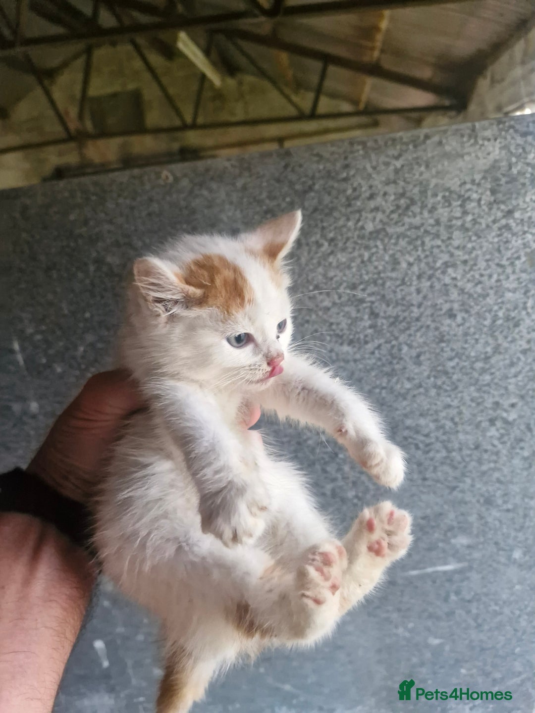 Mixed Breed cats for sale: Beautiful fluffy farm kittens - Image 4