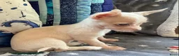 Chihuahua dogs for sale: Gorgeous tiny Chihuahua babies - Advert 16