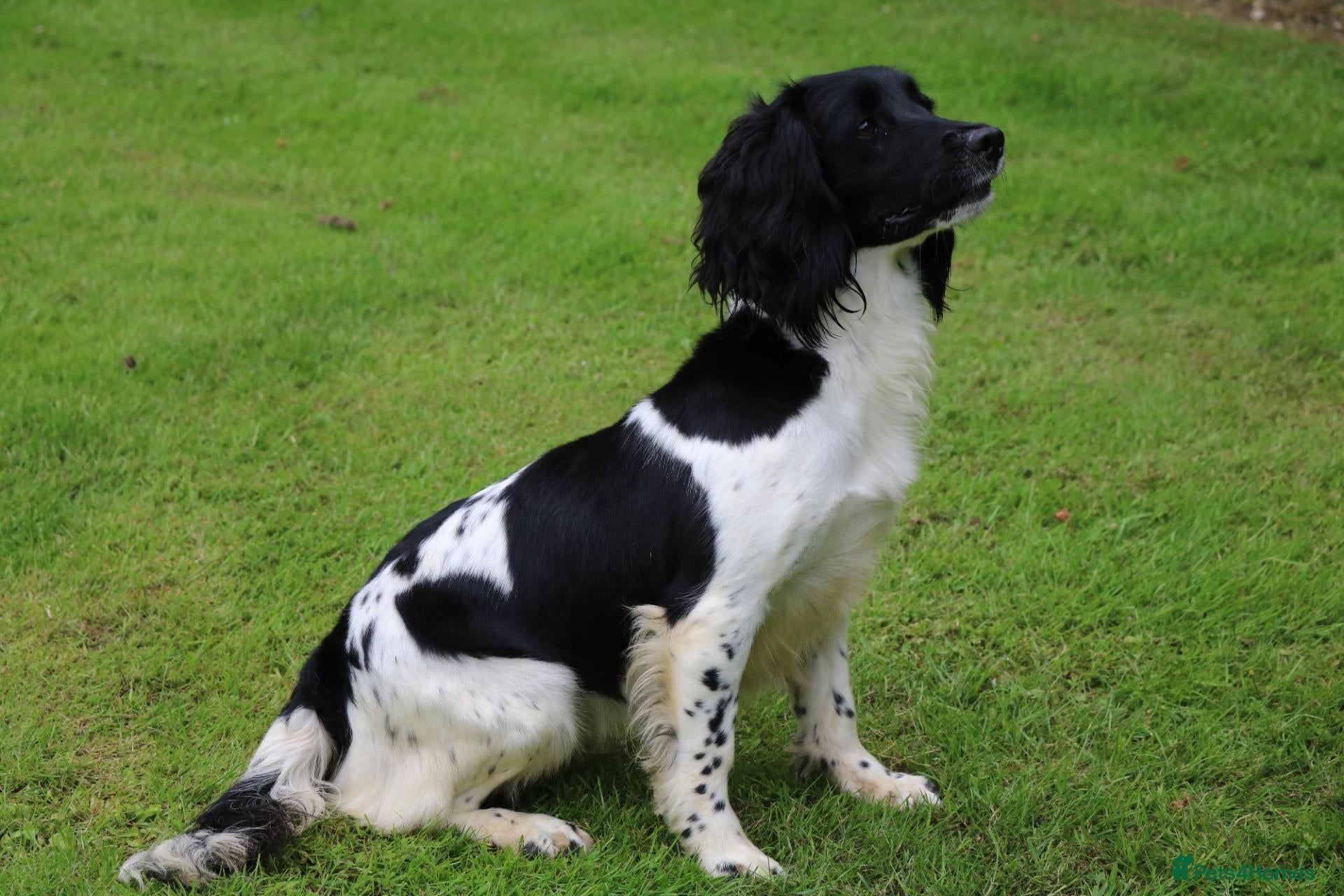 English Springer Spaniel dogs English Springer Spaniel - Advert 2