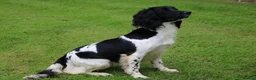English Springer Spaniel dogs for sale: English Springer Spaniel - Advert 2
