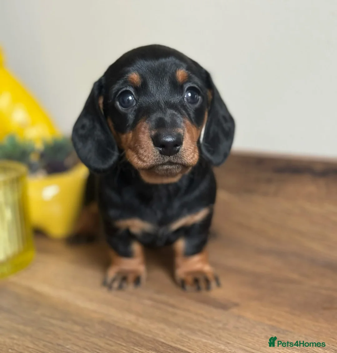 Miniature Dachshund dogs for stud: Crufts Qualified (for life) Silver Dapple  in Dalry - Advert 5