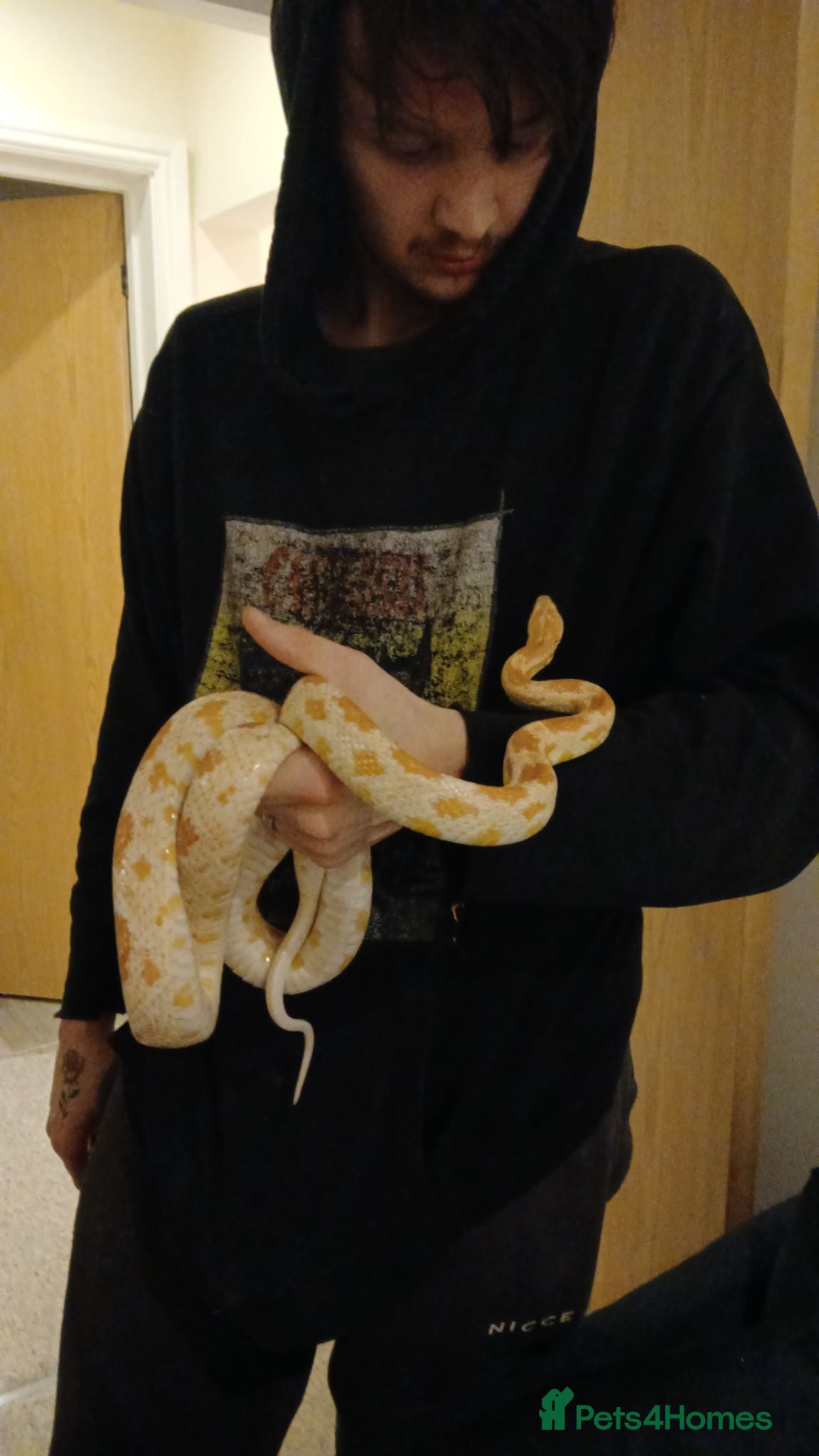 Corn Snake reptiles Corn snake + Full setup - Advert 4