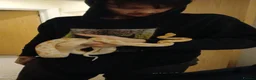 Corn Snake reptiles for sale: Corn snake + Full setup in Bournemouth - Advert 1