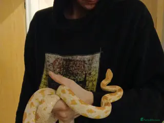 Corn Snake reptiles Corn snake + Full setup - Advert 4