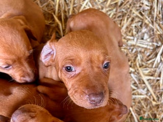 Hungarian Vizsla dogs - Advert 3