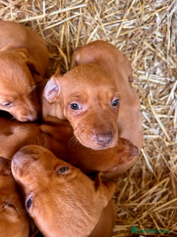 Hungarian Vizsla dogs - Advert 2