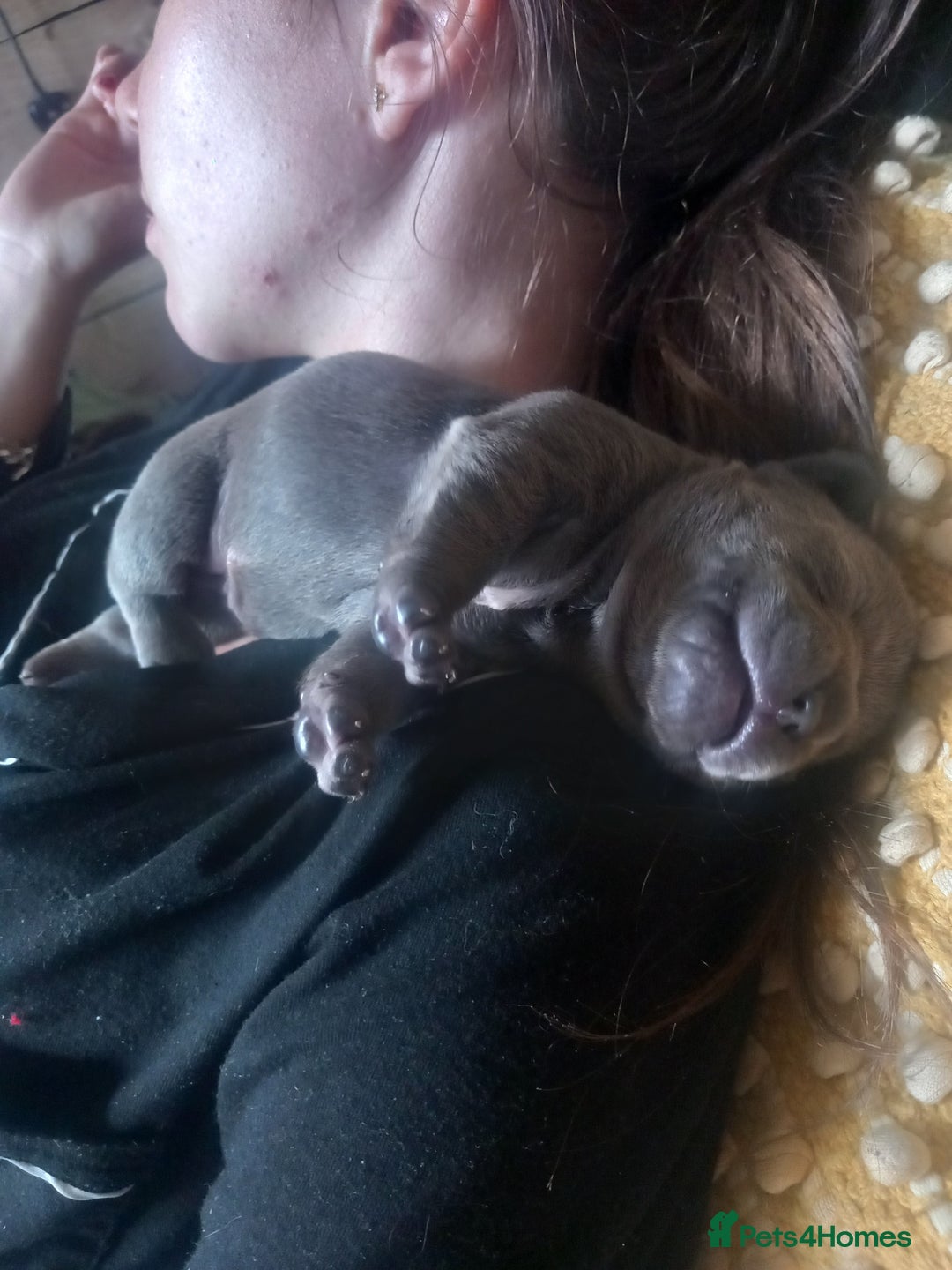 French Bulldog dogs for sale: French bulldog pups  - Image 2