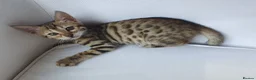Bengal cats for sale: Pure Bengal kittens - 3 girls left - Advert 5