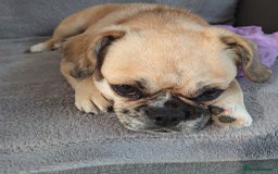 Puggle dogs for adoption: 💖🐶LOLA 2 -affectionate & sweet PugxFrenchie🐶💖 - Image 8