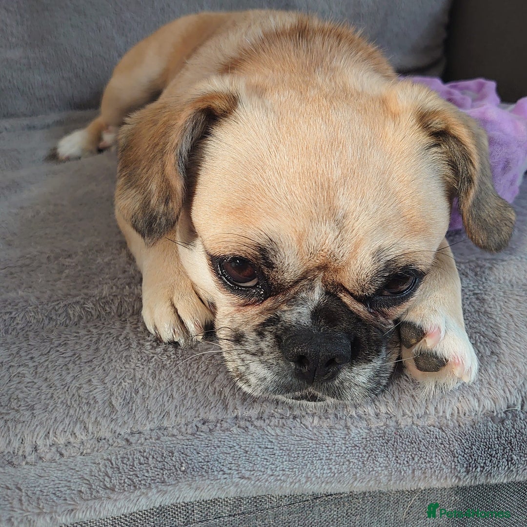 Puggle dogs for adoption: 💖🐶LOLA 2 -affectionate & sweet PugxFrenchie🐶💖 - Image 8