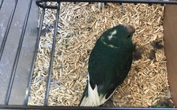 Parakeets birds for sale: Male Kakariki’s for sale  - Image 4