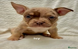 American Bully dogs for sale: ABKC Micro exotic pocket bully pups  - Advert 2