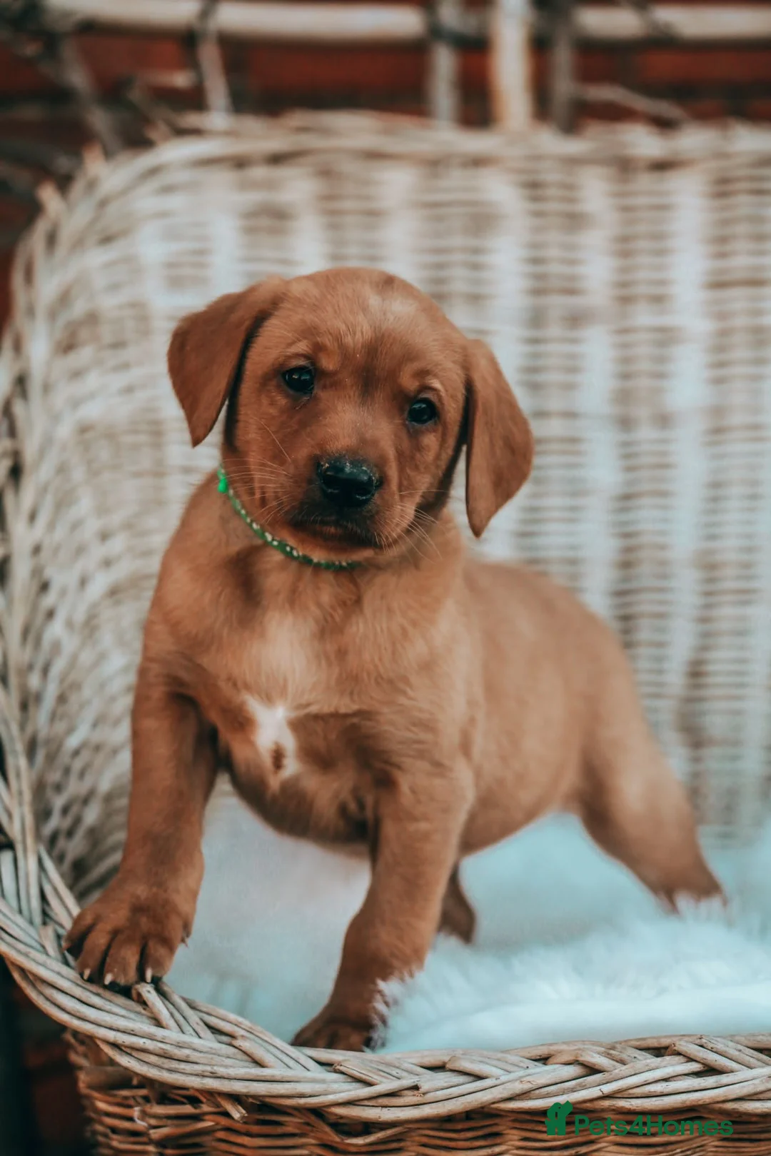 Labrador Retriever dogs for stud: HEALTH TESTED FOX RED LABRADOR (OFTW X FTCH)  in Grantham - Advert 7