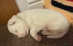 Samoyed dogs for sale: Beautiful Pure Breed Samoyed Puppies - Image 17