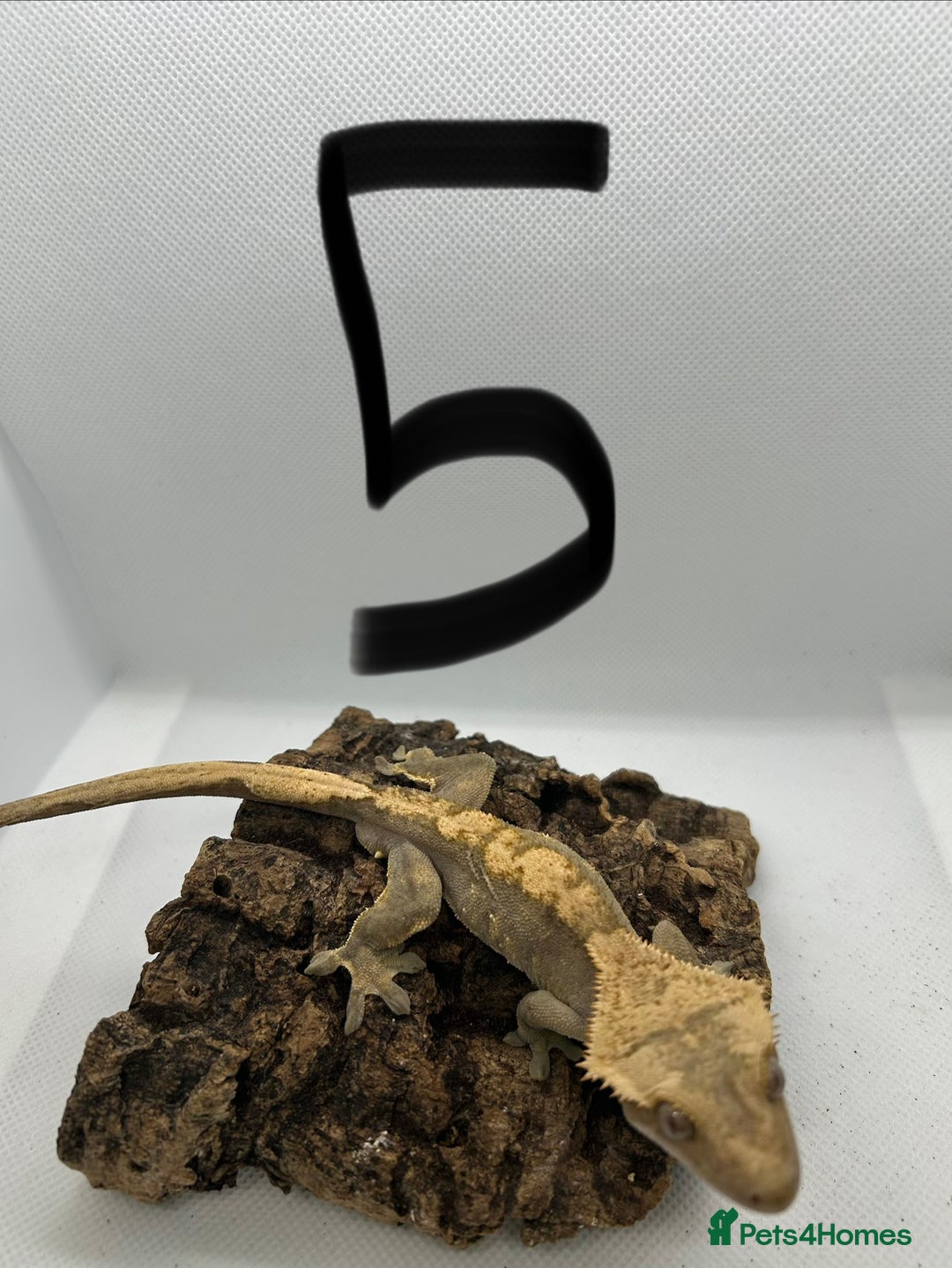 Gecko reptiles for sale: Male crested geckos - Advert 9