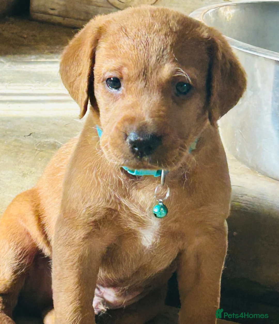 Labrador Retriever dogs for sale: Beautiful fox red Labrador puppies  in Thame - Advert 2