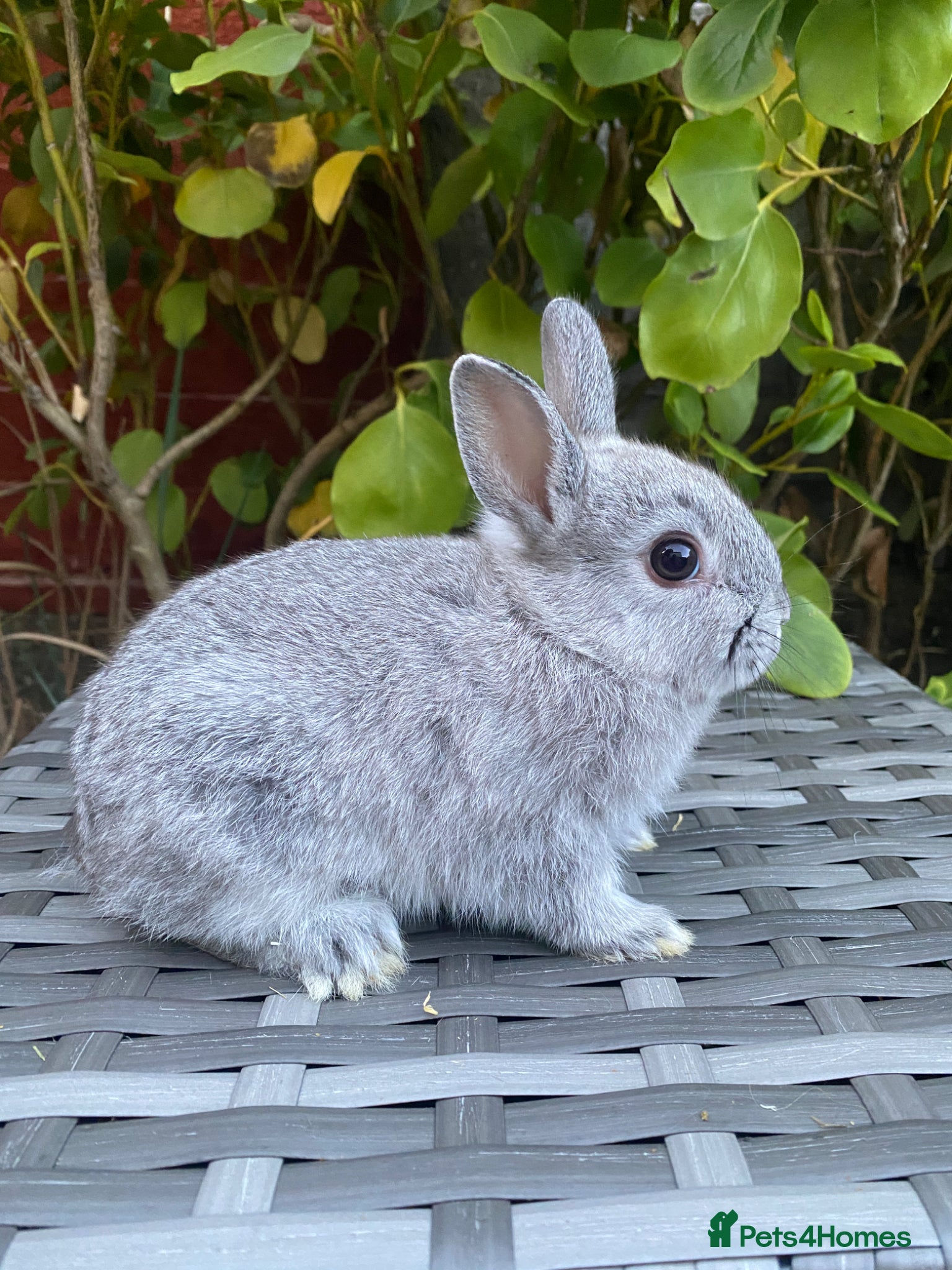 Netherland Dwarf rabbits Netherland Dwarf - Advert 1