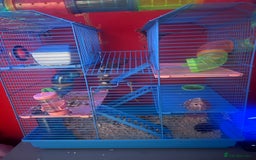 Hamster rodents for sale: 2 male hamsters  - Advert 3