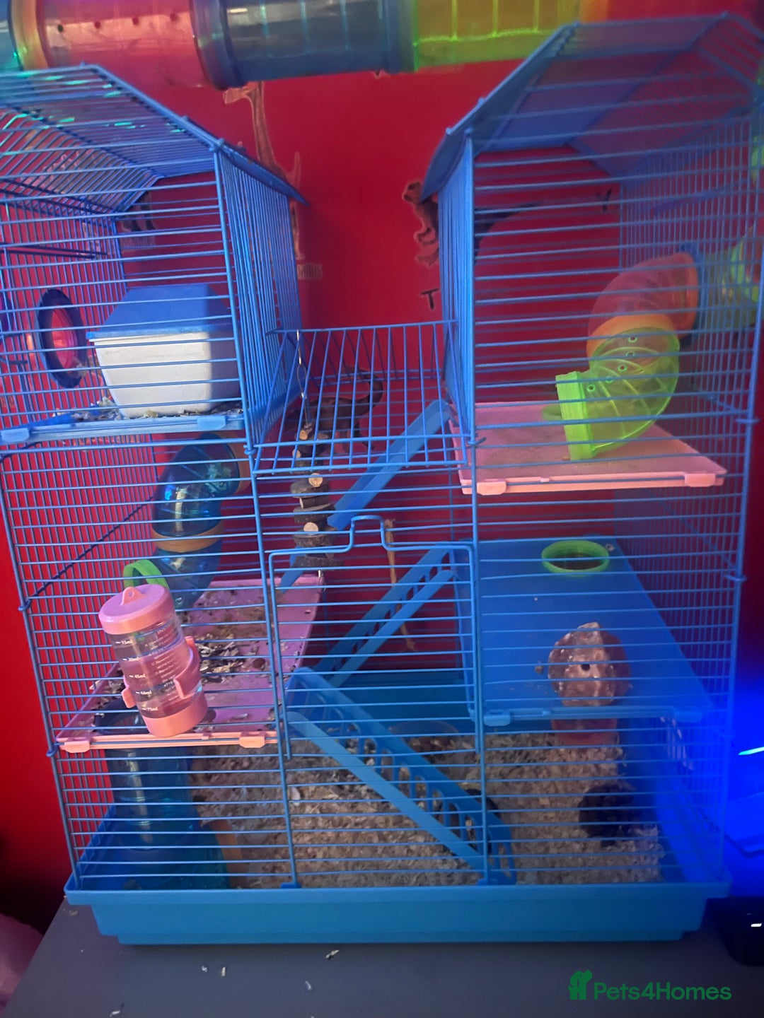 Hamster rodents for sale: 2 male hamsters  - Advert 3