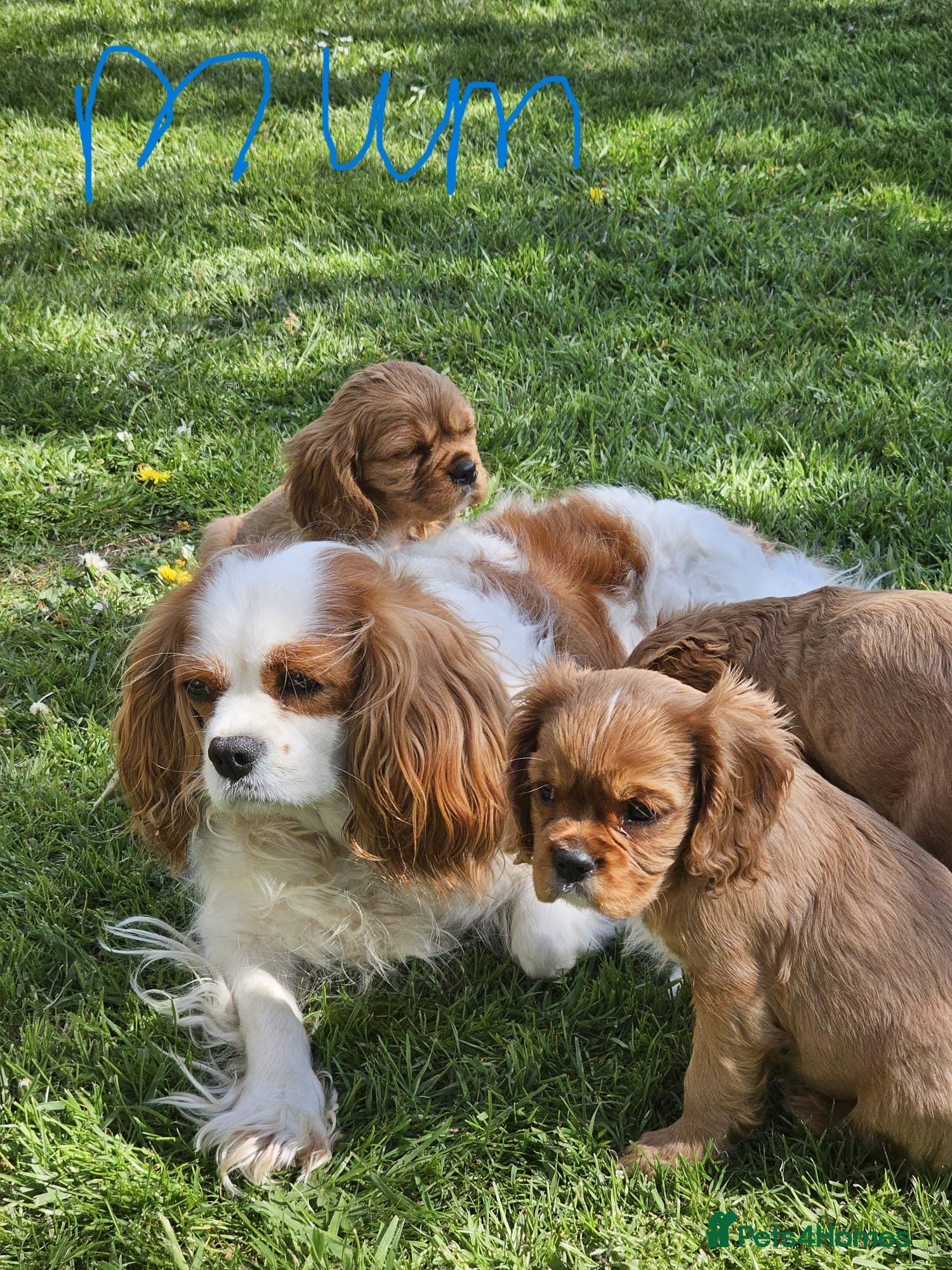 Cavalier King Charles Spaniel dogs Pups Cavalier King Charles Spaniel Ready for home! - Advert 6