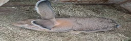 Continental Giant rabbits for sale: Super Stars  Stud Service -Beautiful PROVEN Bucks  - Advert 17
