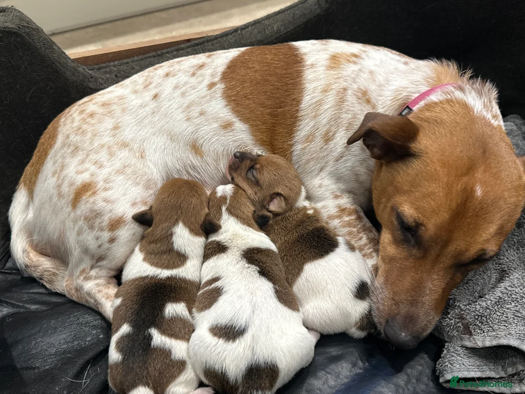 Jack Russell dogs for sale: Three beautiful Jack Russell boys for sale  - Advert 18
