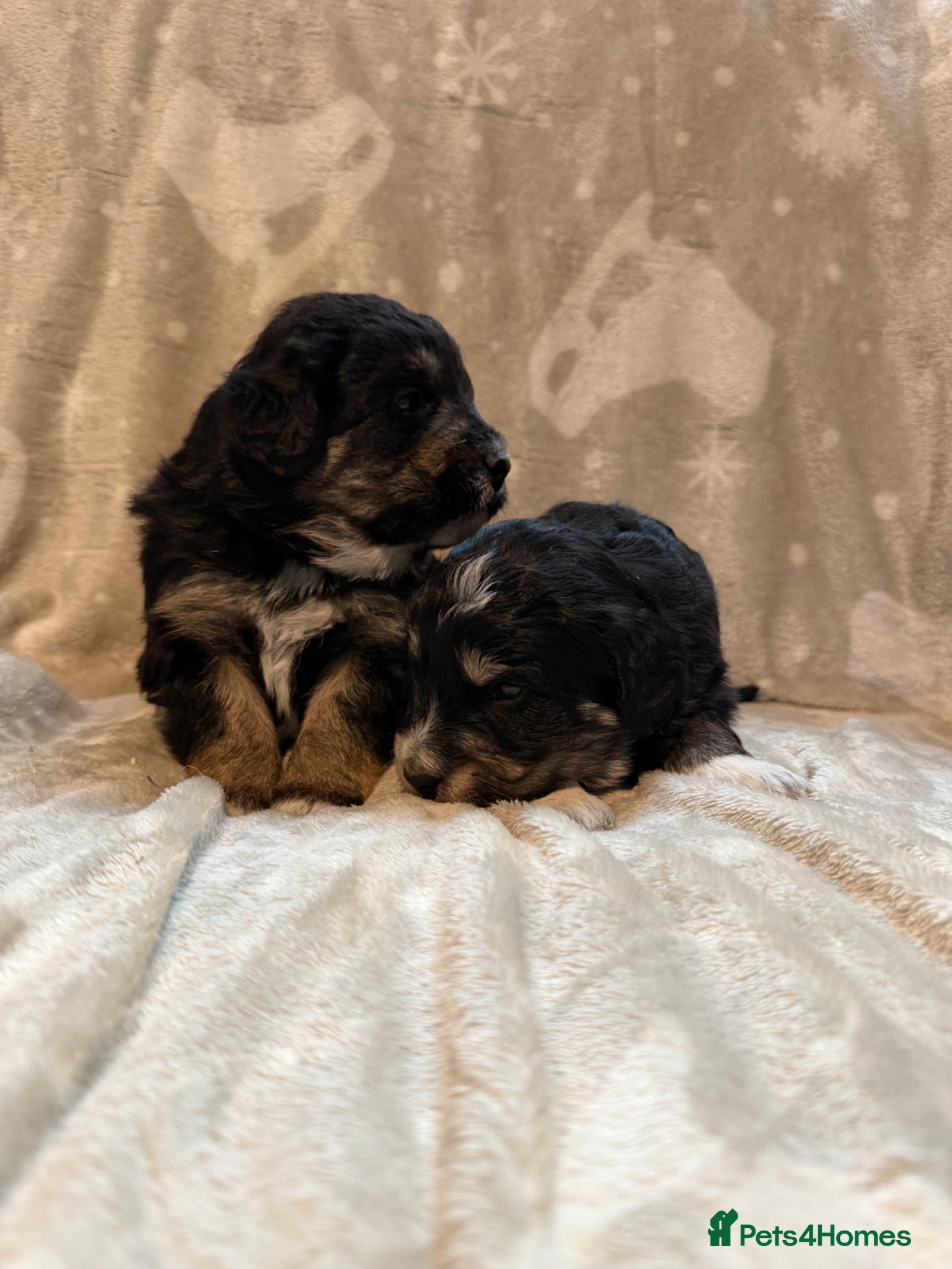 Bordoodle dogs Gorgeous F1 mini colliepoo/borderdoodle puppy’s  - Advert 2