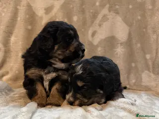 Bordoodle dogs Gorgeous F1 mini colliepoo/borderdoodle puppy’s - Advert 2