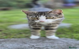 Bengal cats for sale: Beautiful Female Kittens - Image 9