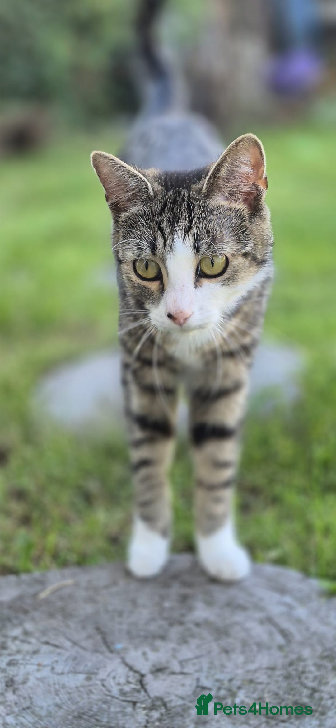 Bengal cats for sale: Beautiful Female Kittens - Image 9