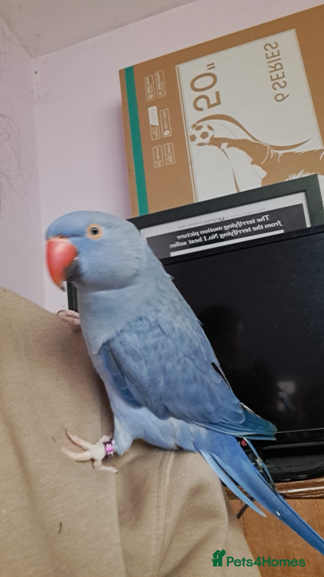 Ringnecks birds Super tame ringneck female - Advert 7