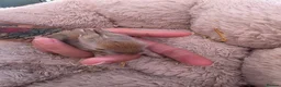 Lionhead rabbits for sale: Double maned lionhead- new litter in the nest. - Advert 19