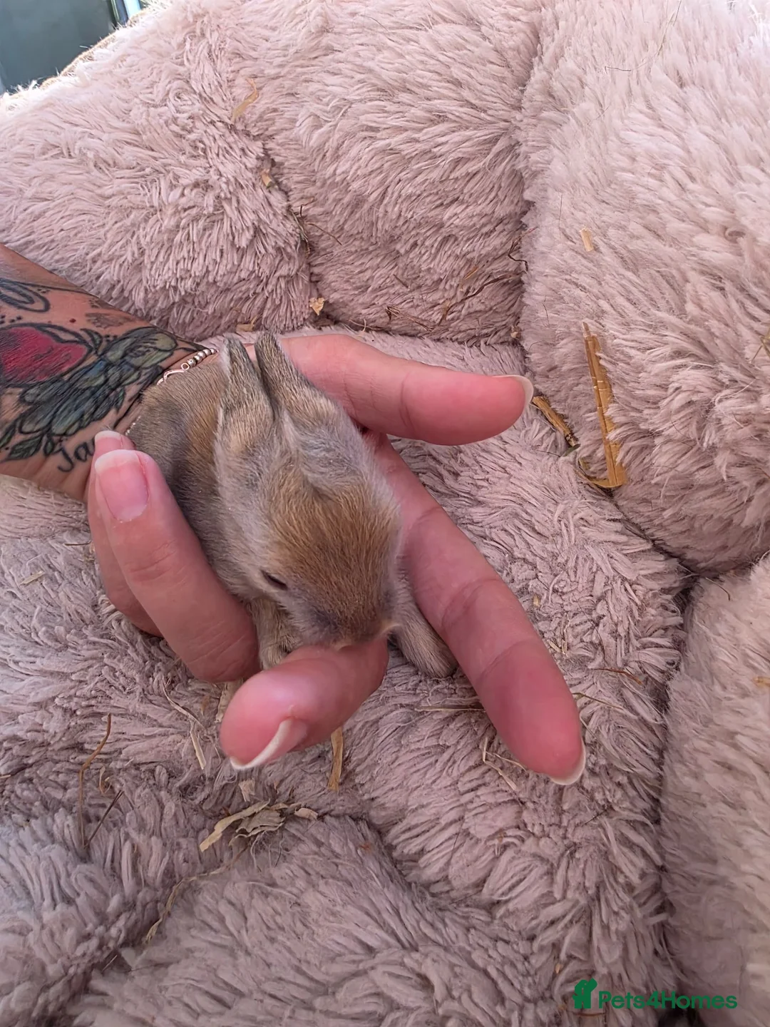 Lionhead rabbits for sale: Double maned lionhead- new litter in the nest. - Advert 19
