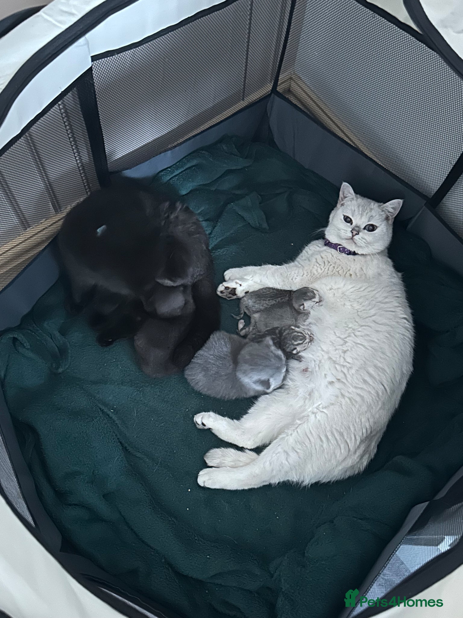British Shorthair cats British shorthair kittens available  - Advert 1
