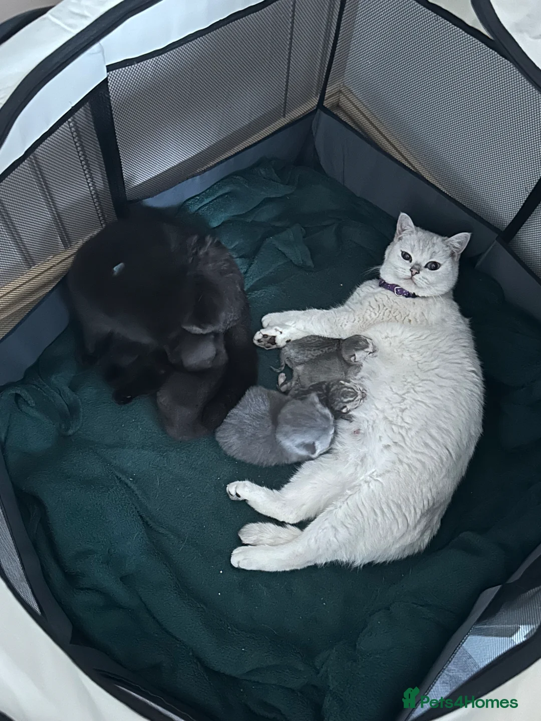British Shorthair cats for sale: British shorthair kittens available  in Oldbury - Advert 1