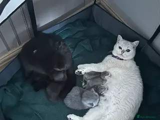 British Shorthair cats British shorthair kittens available - Advert 1