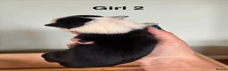 Border Collie dogs for sale: Border Collie puppies  - Advert 9
