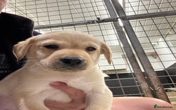 Labrador Retriever dogs for sale: Outstanding Labrador puppies  - Image 1