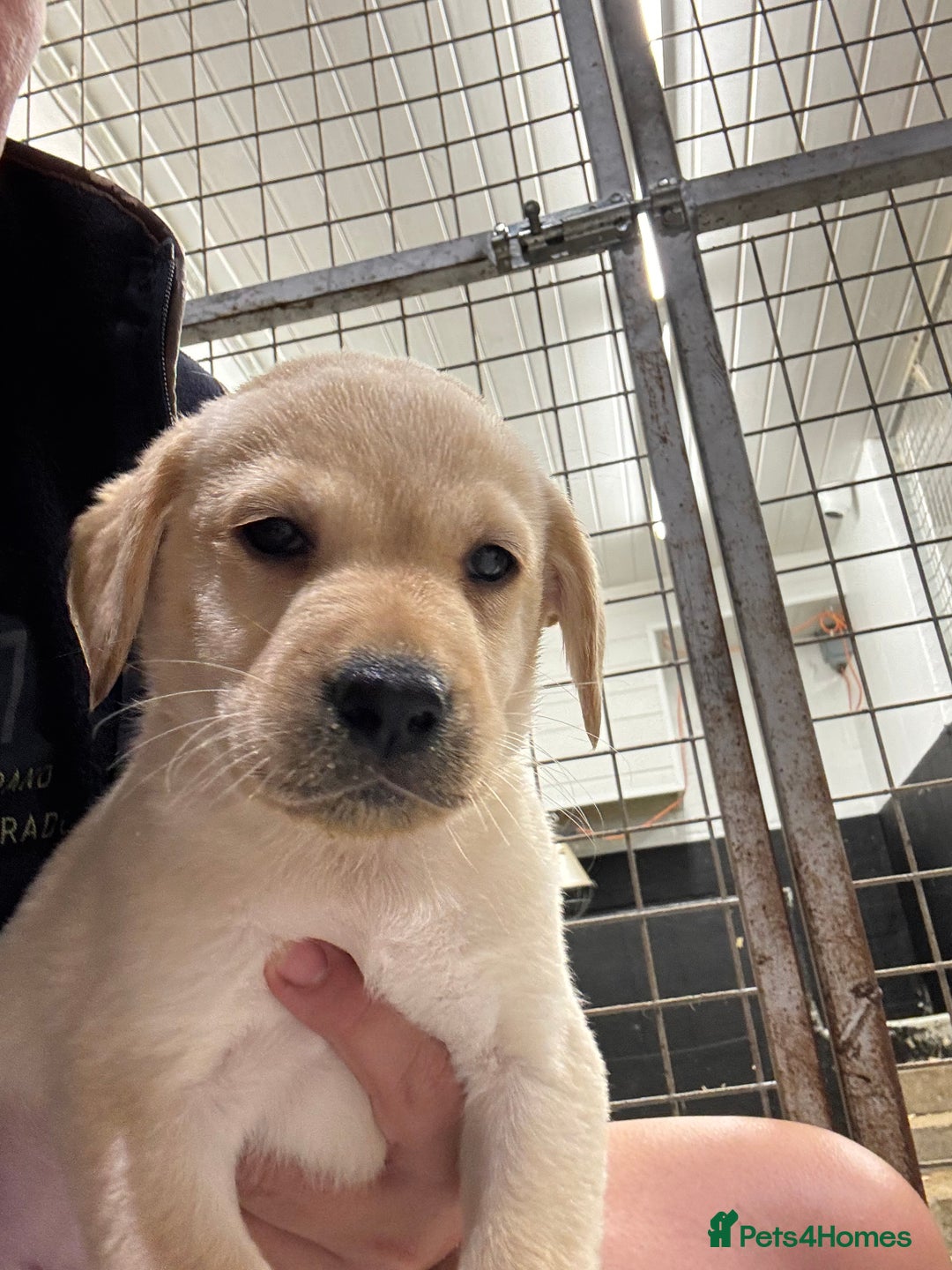 Labrador Retriever dogs for sale: Outstanding Labrador puppies  - Image 1