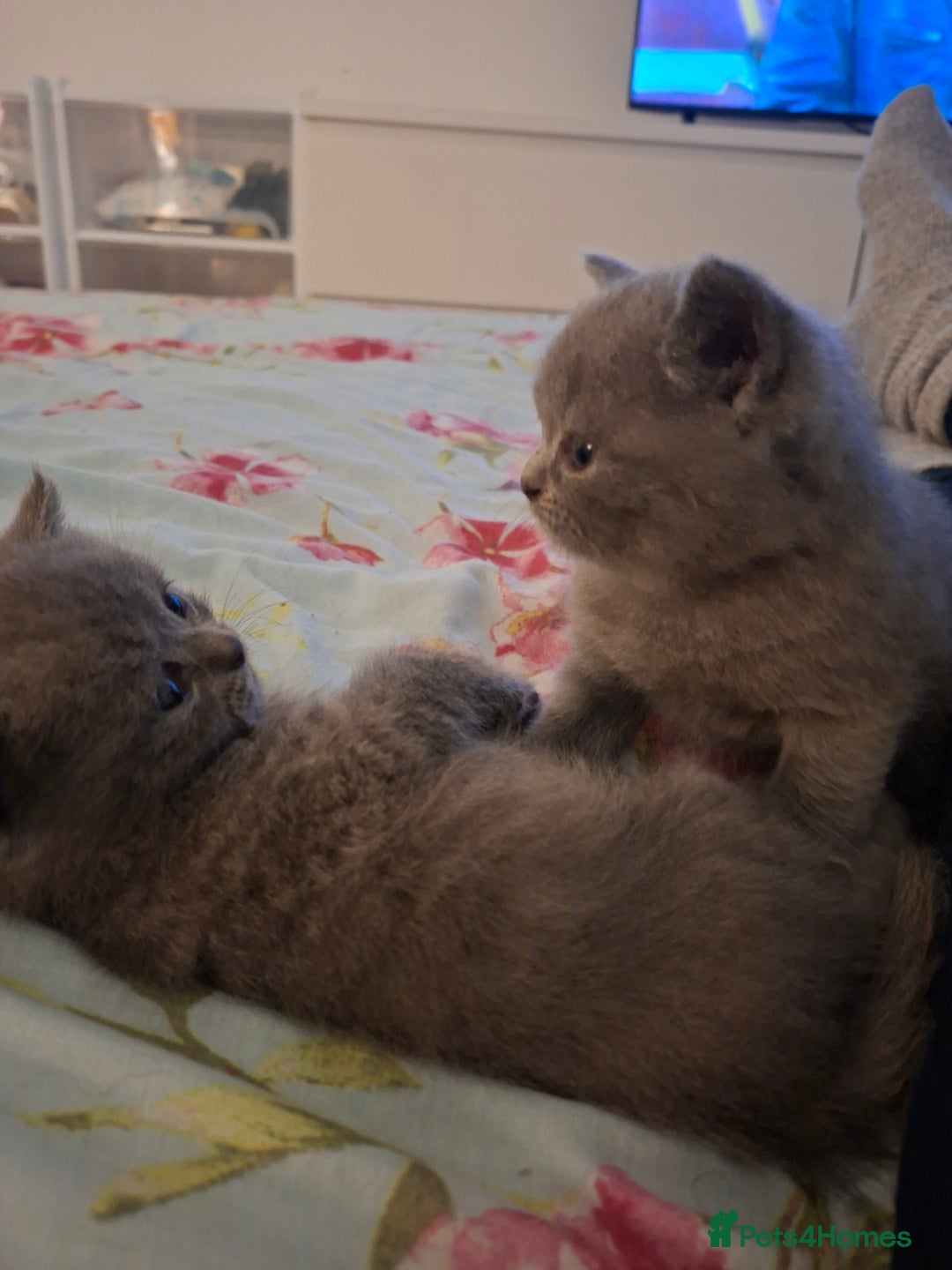 British Shorthair cats for sale: British blue kittens GCCF registered 🩷💜 - Advert 8