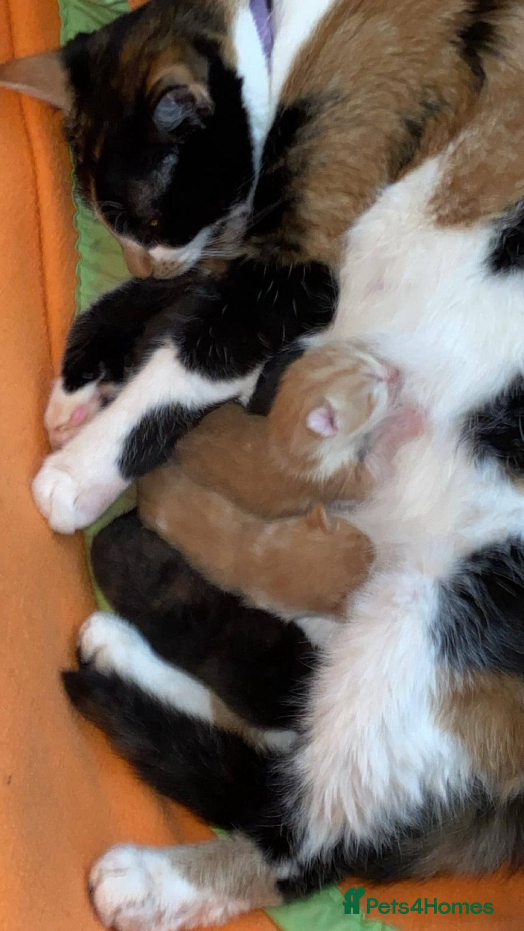 Mixed Breed cats for sale: 3 Male kittens  - Image 2