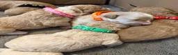 Mixed Breed dogs for sale: 🐾 Australian Double Doodle Puppies Expected 🐾 - Advert 7