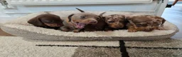 Miniature Dachshund dogs for sale: Ready to Leave! Miniature Dachshund Puppies - Advert 3