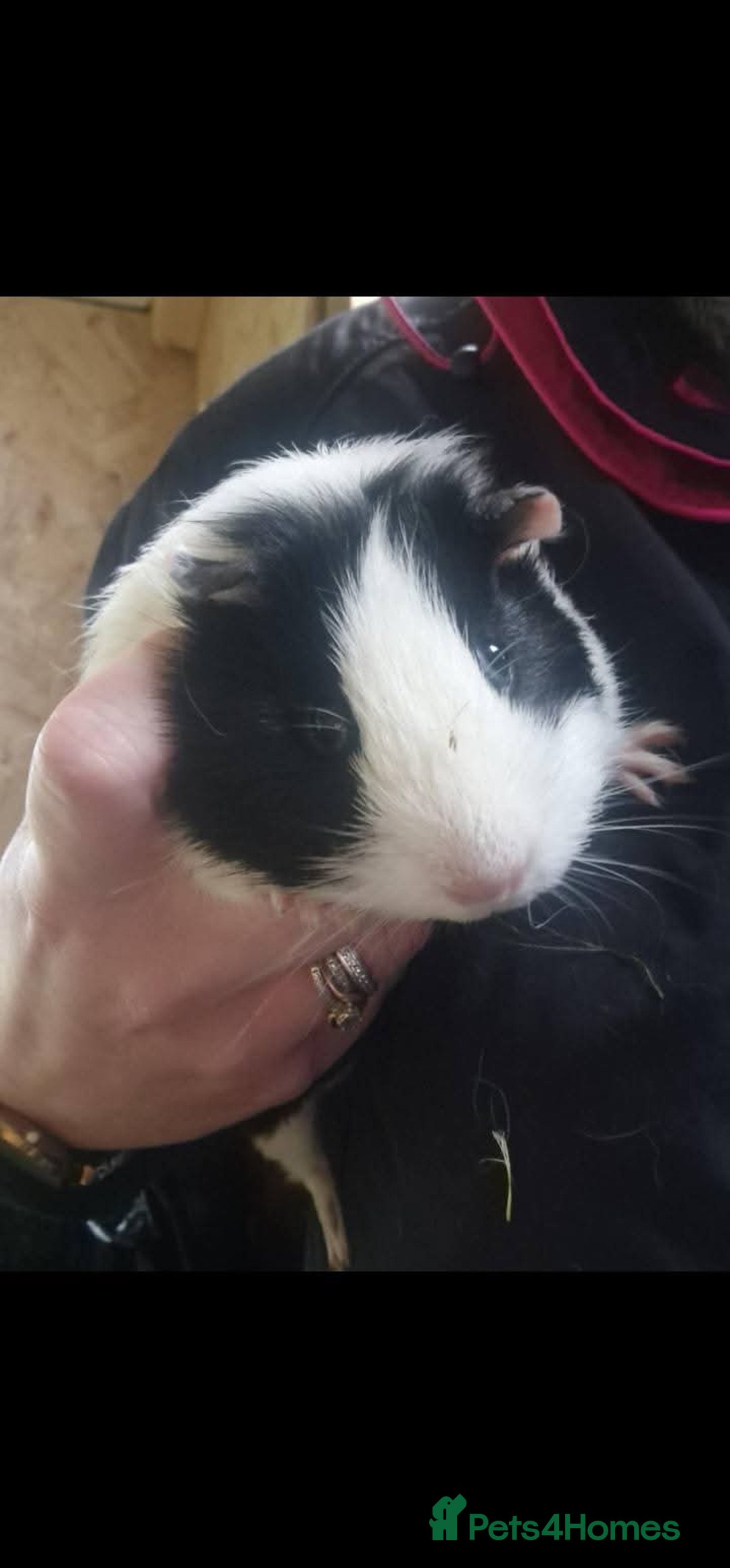 Guinea Pig rodents for sale: Guinea pigs needing homes  - Advert 3